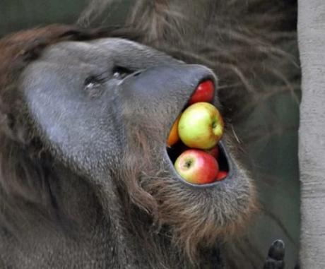 Orangutan with a mouthful of apples