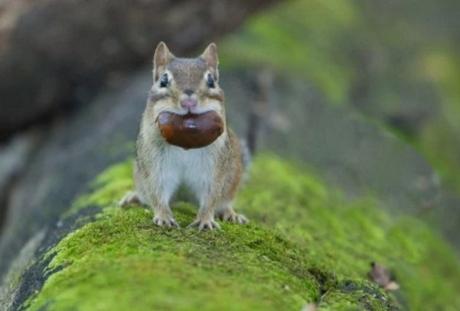 Chipmunk with a mouthful of nut