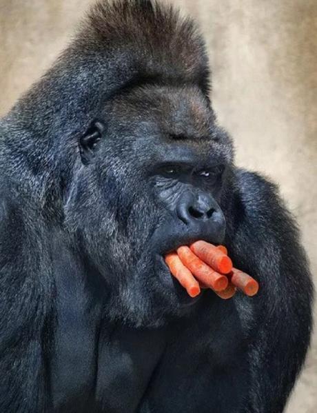 gorilla with a mouthful of carrots