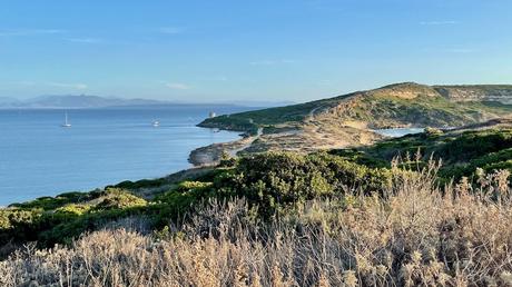 Grassy greenery and wild coastline of the Sinis peninsula in Sardinia