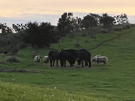 Dark brown donkeys and white sheep in a green field 