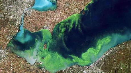 How Blue-Green Algae Blooms Threaten the Great Lakes