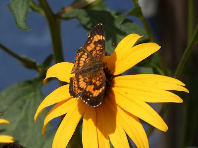 More Butterflies