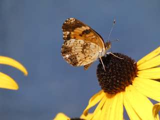 More Butterflies