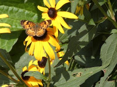 More Butterflies