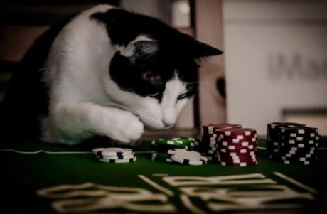 Cat Gambling