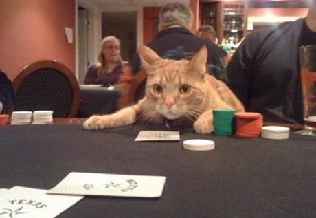 Cat Playing Cards