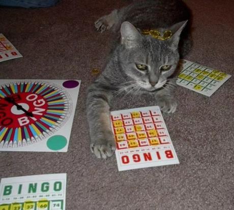 Cat Playing Bingo