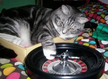 Cat Playing Roulette