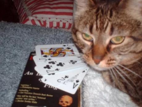 Cat Playing Cards