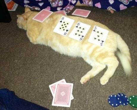 Cat Used as a Card Table