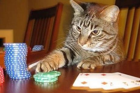 Cat Gambling