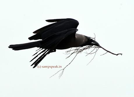 Busy Crow !!