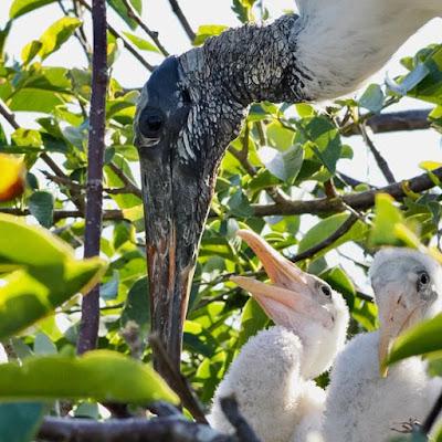 SCENES FROM THE BREEDING SEASON IN A SOUTH FLORIDA WETLAND, Guest Post by Karen Minkowski