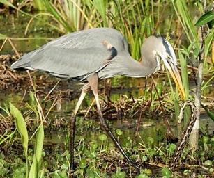 SCENES FROM THE BREEDING SEASON IN A SOUTH FLORIDA WETLAND, Guest Post by Karen Minkowski