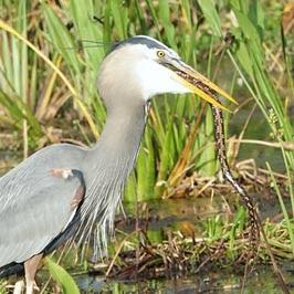 SCENES FROM THE BREEDING SEASON IN A SOUTH FLORIDA WETLAND, Guest Post by Karen Minkowski