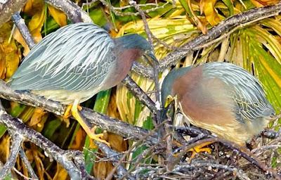 SCENES FROM THE BREEDING SEASON IN A SOUTH FLORIDA WETLAND, Guest Post by Karen Minkowski