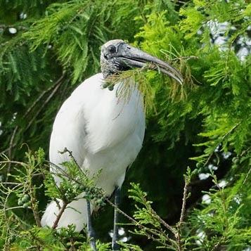 SCENES FROM THE BREEDING SEASON IN A SOUTH FLORIDA WETLAND, Guest Post by Karen Minkowski