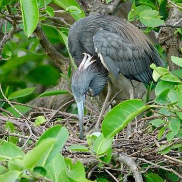 SCENES FROM THE BREEDING SEASON IN A SOUTH FLORIDA WETLAND, Guest Post by Karen Minkowski