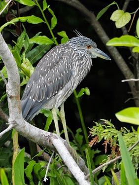 SCENES FROM THE BREEDING SEASON IN A SOUTH FLORIDA WETLAND, Guest Post by Karen Minkowski