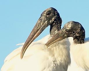 SCENES FROM THE BREEDING SEASON IN A SOUTH FLORIDA WETLAND, Guest Post by Karen Minkowski