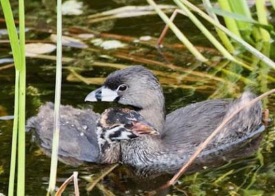 SCENES FROM THE BREEDING SEASON IN A SOUTH FLORIDA WETLAND, Guest Post by Karen Minkowski