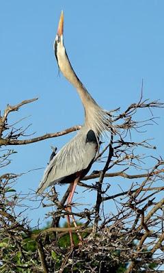 SCENES FROM THE BREEDING SEASON IN A SOUTH FLORIDA WETLAND, Guest Post by Karen Minkowski