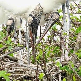 SCENES FROM THE BREEDING SEASON IN A SOUTH FLORIDA WETLAND, Guest Post by Karen Minkowski