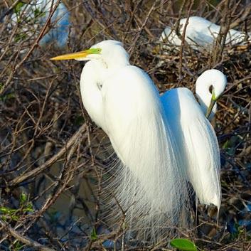 SCENES FROM THE BREEDING SEASON IN A SOUTH FLORIDA WETLAND, Guest Post by Karen Minkowski