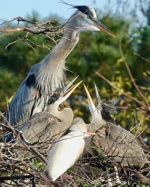 SCENES FROM THE BREEDING SEASON IN A SOUTH FLORIDA WETLAND, Guest Post by Karen Minkowski