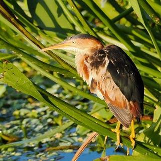 SCENES FROM THE BREEDING SEASON IN A SOUTH FLORIDA WETLAND, Guest Post by Karen Minkowski