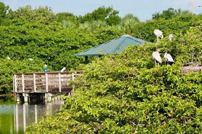 SCENES FROM THE BREEDING SEASON IN A SOUTH FLORIDA WETLAND, Guest Post by Karen Minkowski