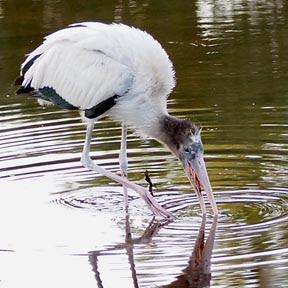 SCENES FROM THE BREEDING SEASON IN A SOUTH FLORIDA WETLAND, Guest Post by Karen Minkowski