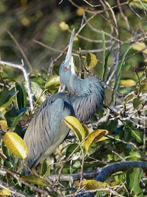 SCENES FROM THE BREEDING SEASON IN A SOUTH FLORIDA WETLAND, Guest Post by Karen Minkowski