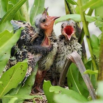 SCENES FROM THE BREEDING SEASON IN A SOUTH FLORIDA WETLAND, Guest Post by Karen Minkowski