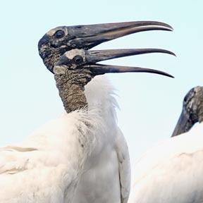 SCENES FROM THE BREEDING SEASON IN A SOUTH FLORIDA WETLAND, Guest Post by Karen Minkowski