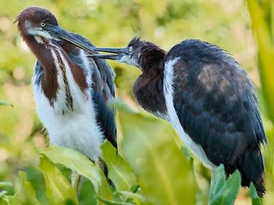 SCENES FROM THE BREEDING SEASON IN A SOUTH FLORIDA WETLAND, Guest Post by Karen Minkowski