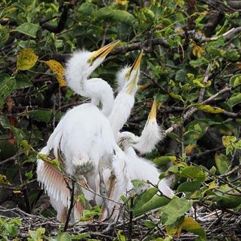 SCENES FROM THE BREEDING SEASON IN A SOUTH FLORIDA WETLAND, Guest Post by Karen Minkowski