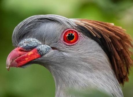 Topknot Pigeon (Lopholaimus antarcticus)