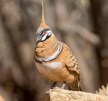 Spinifex Pigeon (Geophaps plumifera)