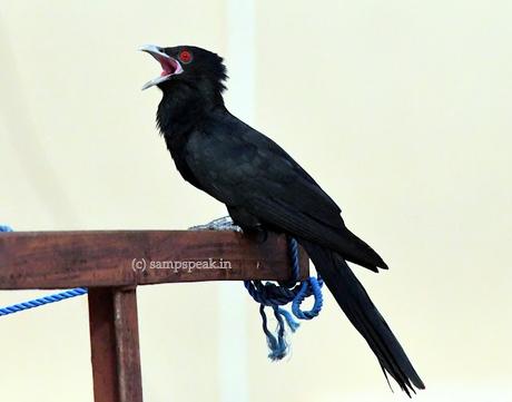 Advice !! - unsolicited advice !!!! Advice !! - unsolicited advice !!!!