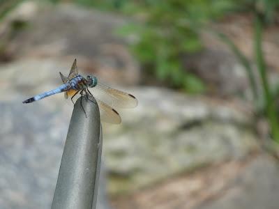 In Praise of Dragonflies