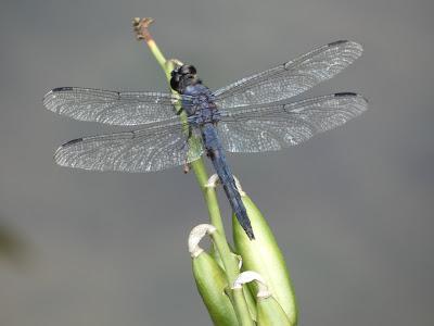 In Praise of Dragonflies