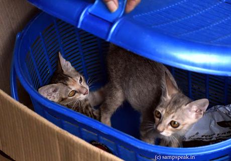 Cat-basket !! - - (Felis catus) Cat-basket !! - - (Felis catus)
