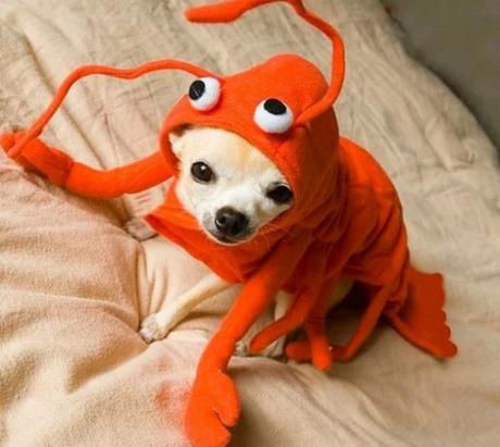 Dog in Lobster Costume