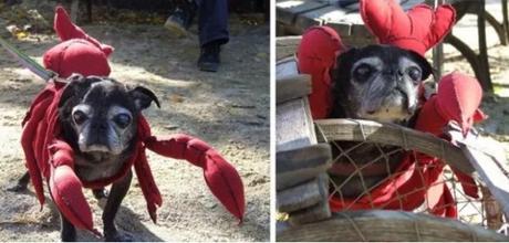 Dog in Lobster Costume