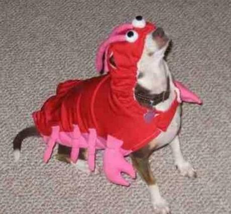 Dog in Lobster Costume