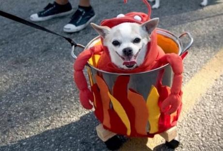 Dog in Lobster Costume