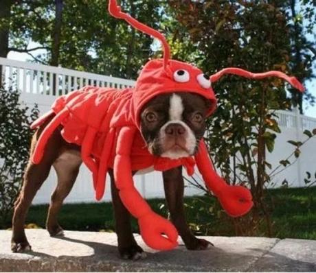 Dog in Lobster Costume