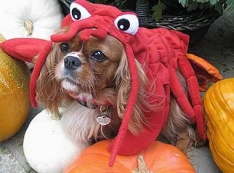 Dog in Lobster Costume